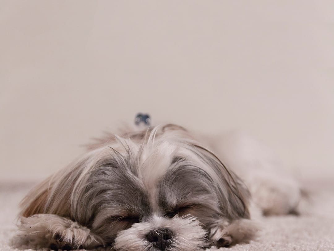 Hund und Infrarotheizung